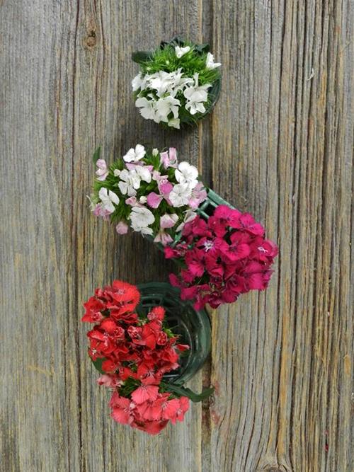 GYPSY ASSORTED DIANTHUS